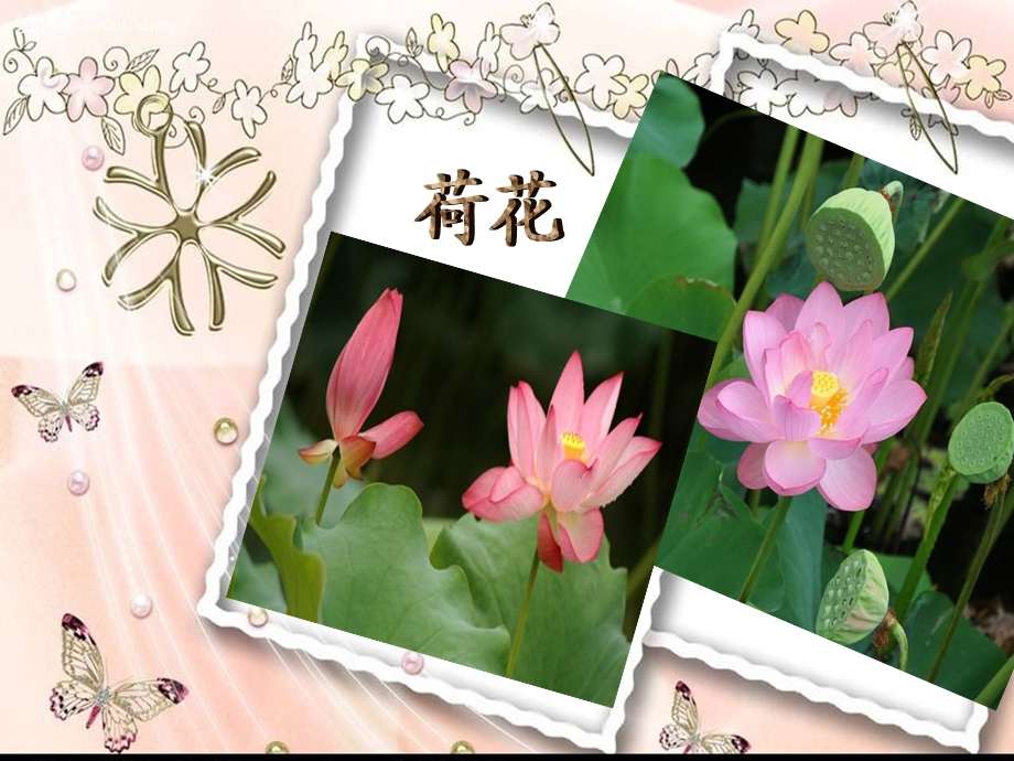 夏天的动植物.ppt_第3页