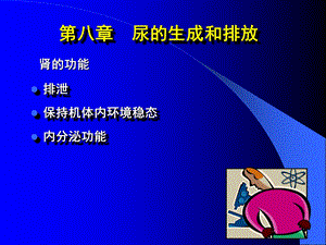 尿的生成和排放课件PPT.ppt