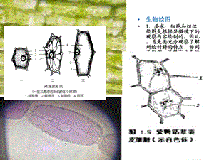 叶绿体的分离及荧光观.ppt