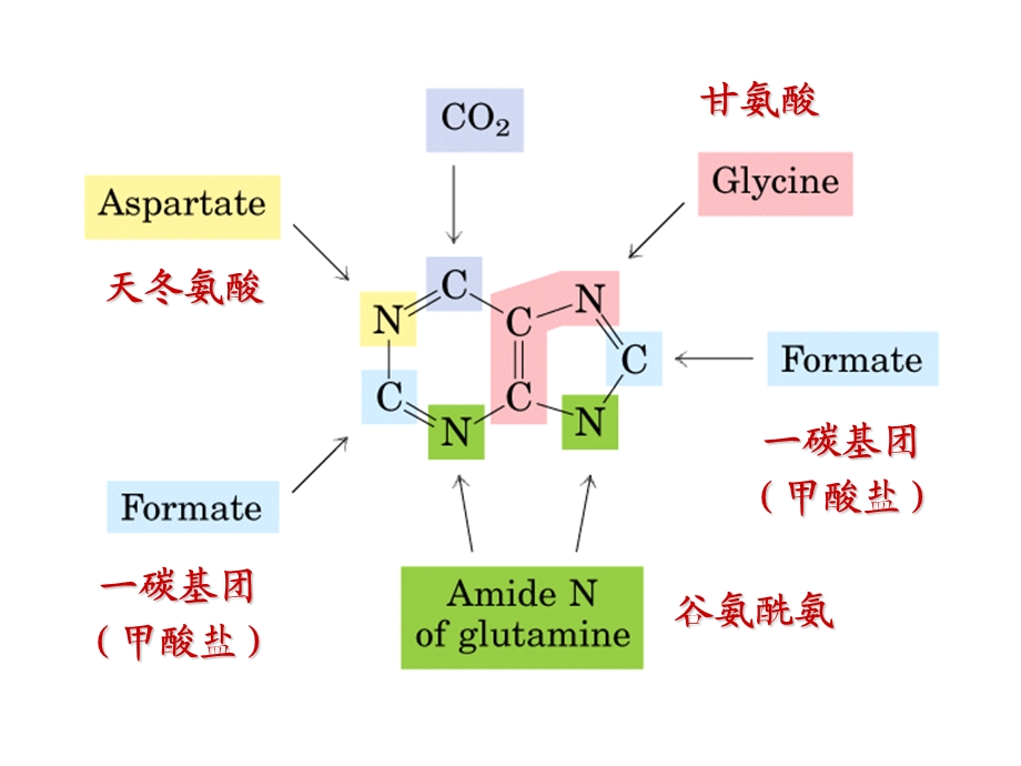 含氮小分子的代谢核苷酸.ppt_第3页