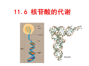 含氮小分子的代谢核苷酸.ppt