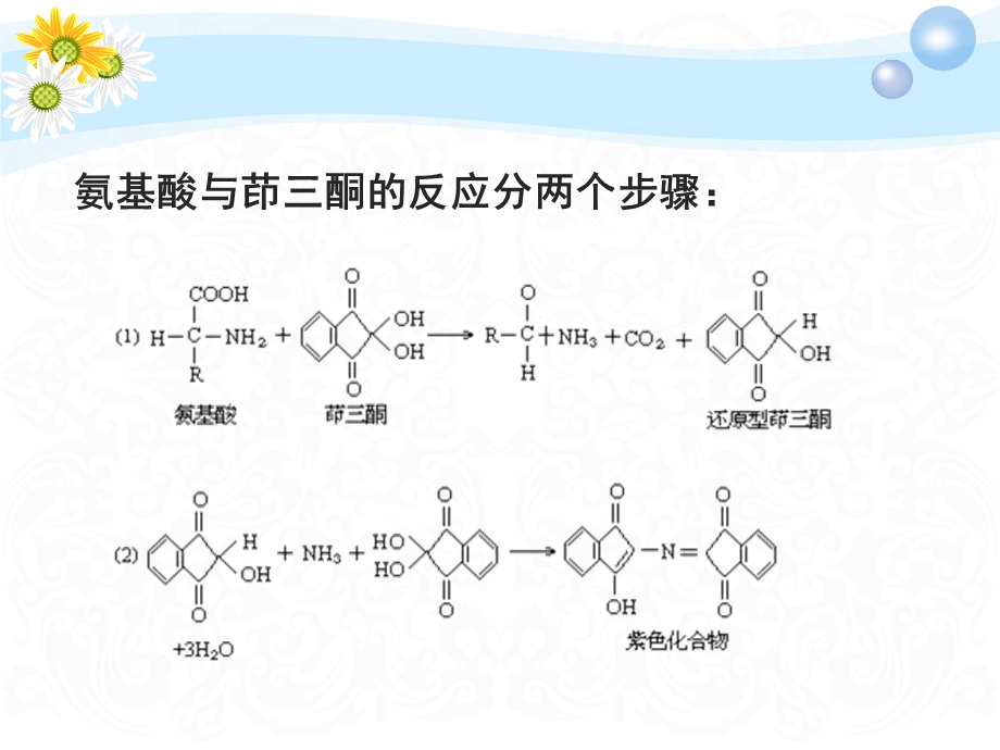 氨基酸含量的测定茚三酮比色法.ppt_第2页