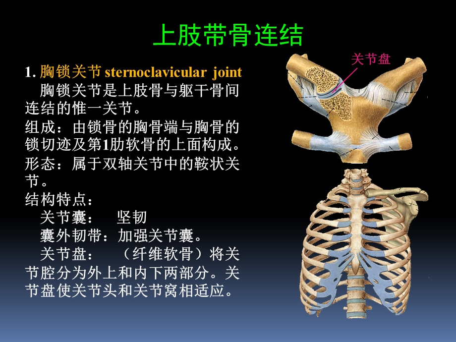 罗英瑾 0105 四肢骨连结.ppt_第3页