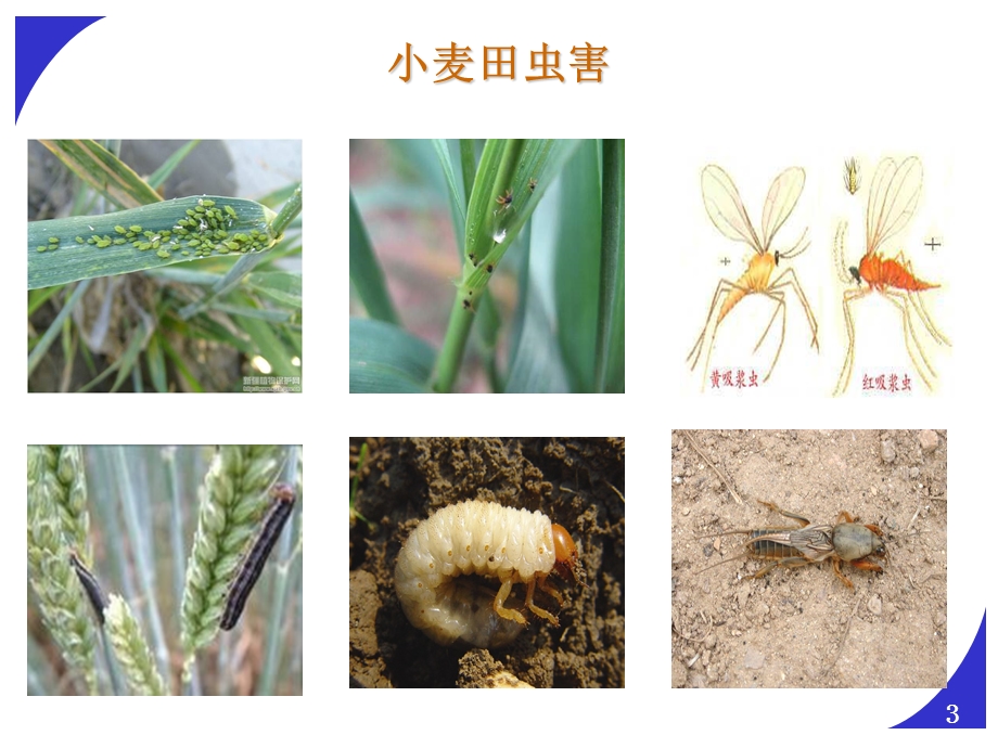 小麦虫害防治.ppt_第3页