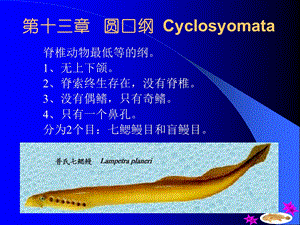 圆口纲Cyclosyomata教学.ppt