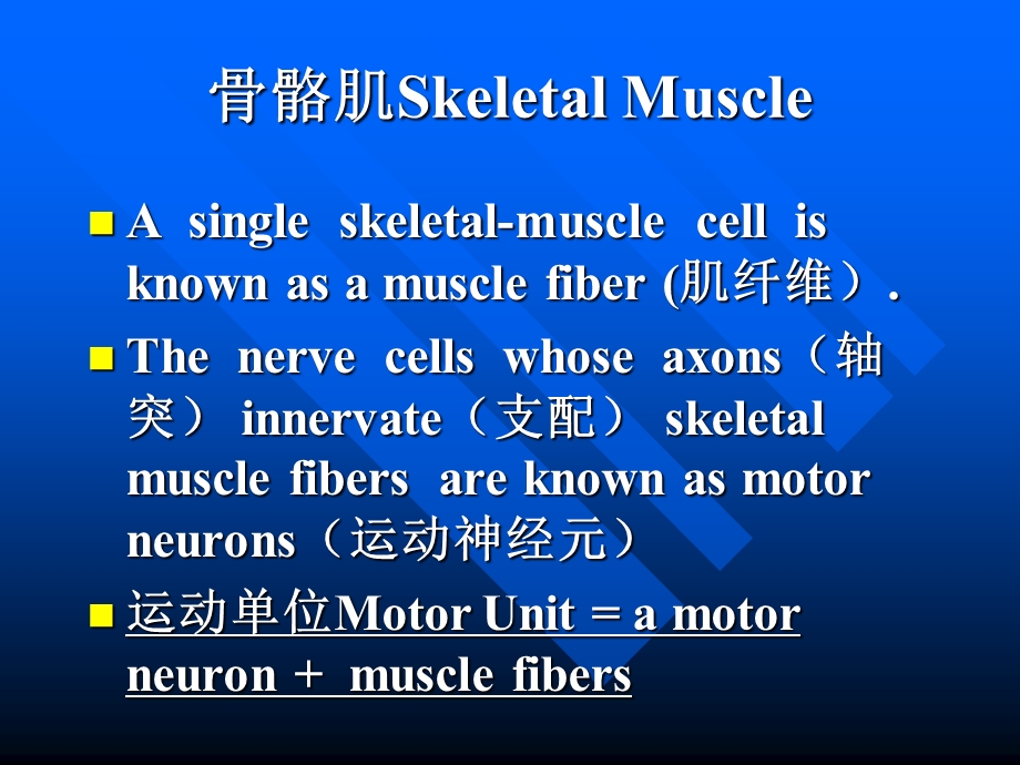 muscle cell 肌细胞1(7年).ppt_第3页