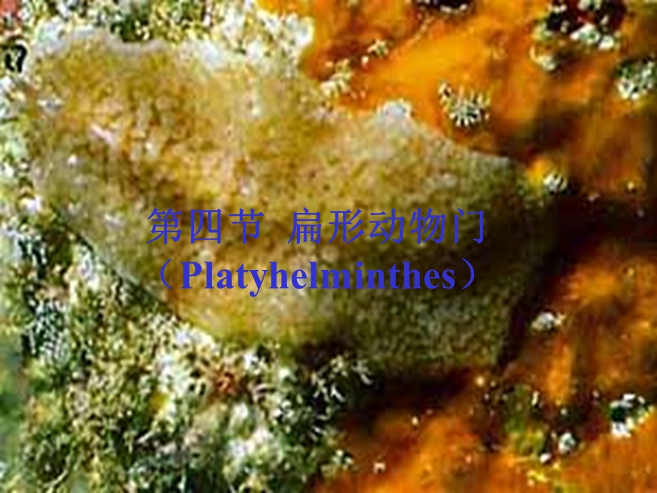 第四节扁形动物门道客巴巴Platyhelminthes.ppt_第1页