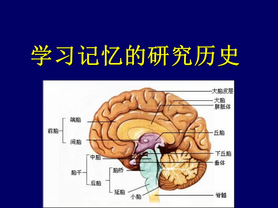 学习和记忆——脑科学简介ppt课件.ppt_第2页