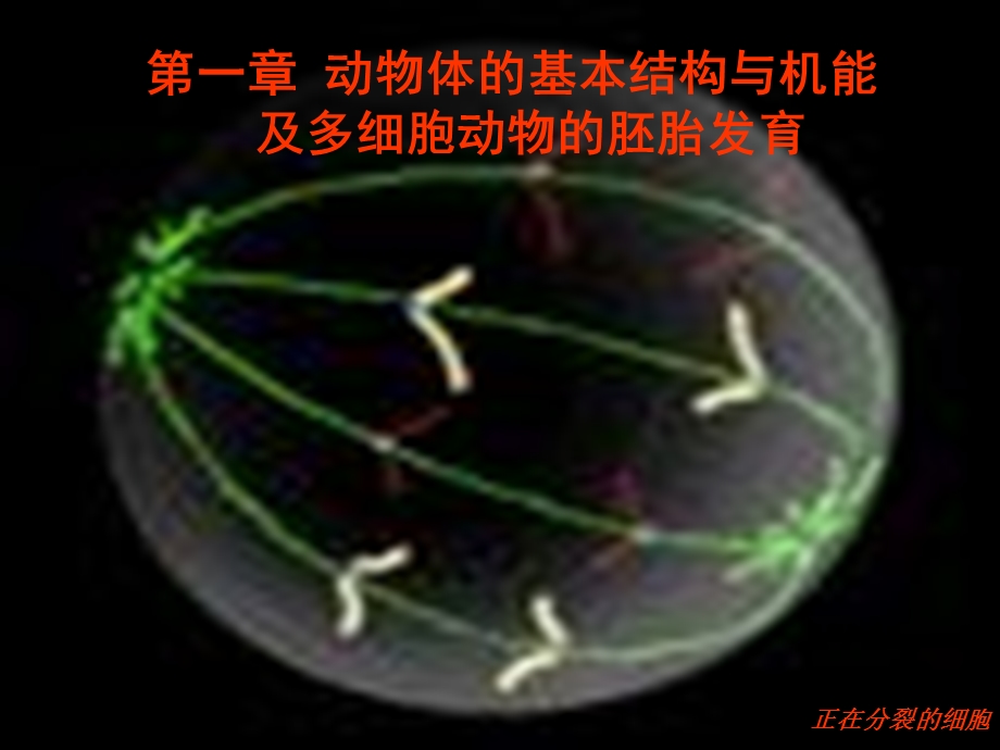 动物生物学动物细胞、组织、器官和系统.ppt_第1页