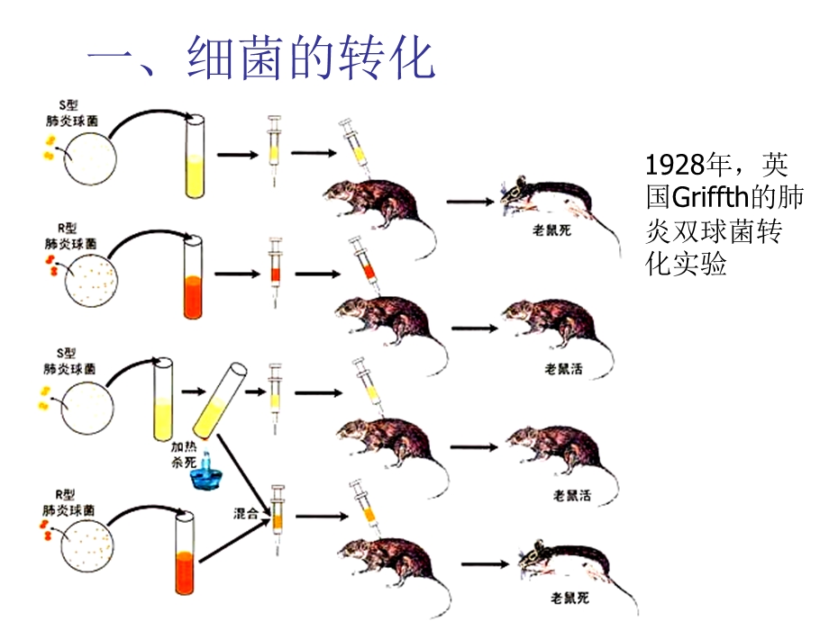 染色质与基因组.ppt_第2页