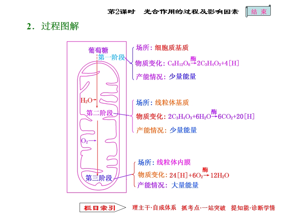 呼吸作用与光合作用的过程及影响因素.ppt_第2页