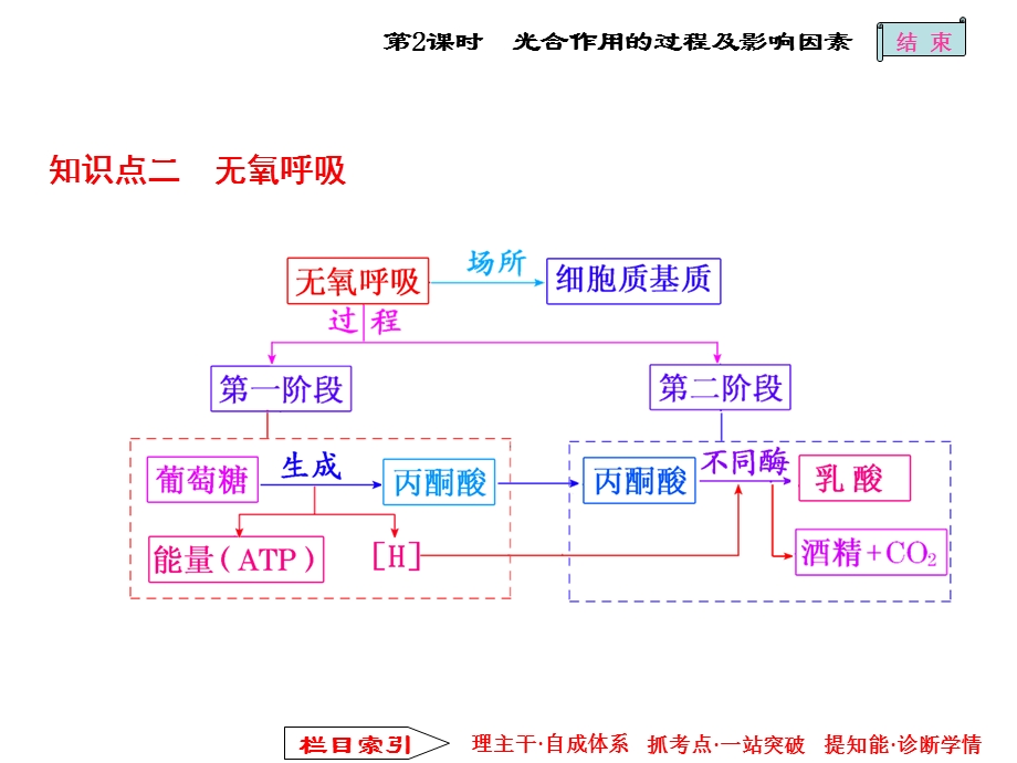 呼吸作用与光合作用的过程及影响因素.ppt_第3页