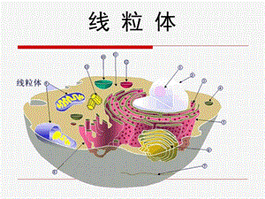 线粒体药学细胞学.ppt