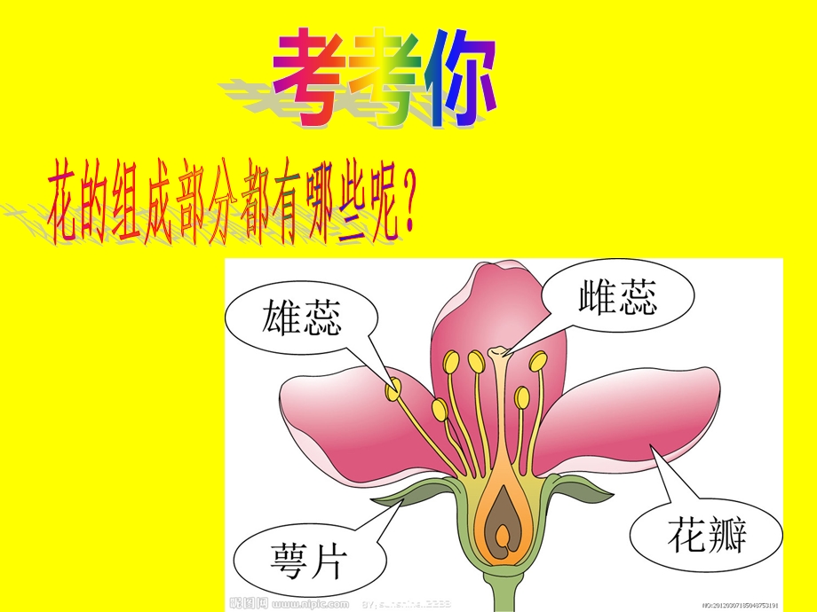 五颜六色的花儿.ppt_第2页