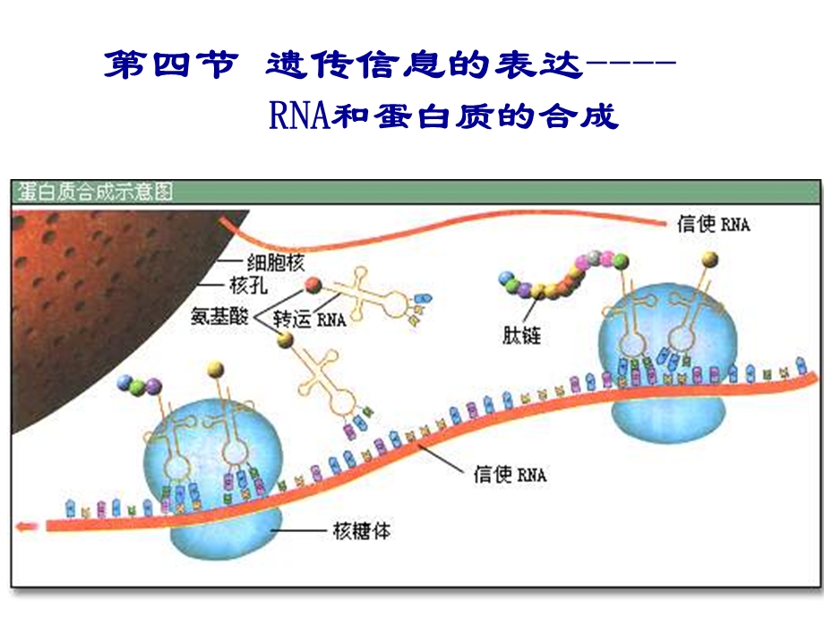 第四节遗传信息的表达RNA和蛋白质的合成.ppt_第1页