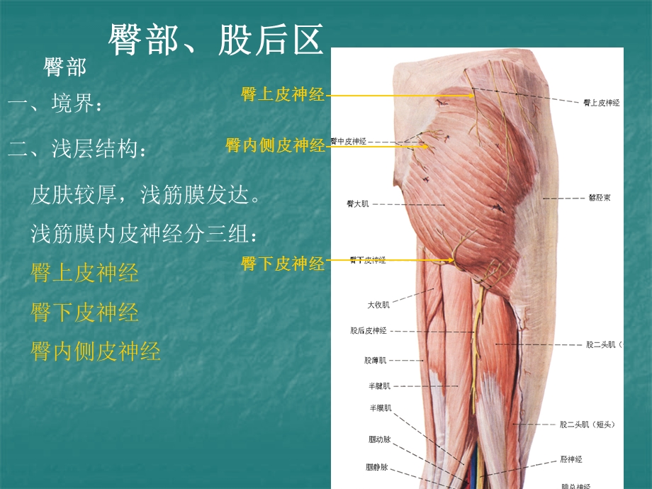 局部解剖学课件-臀区及下肢(学院).ppt_第1页