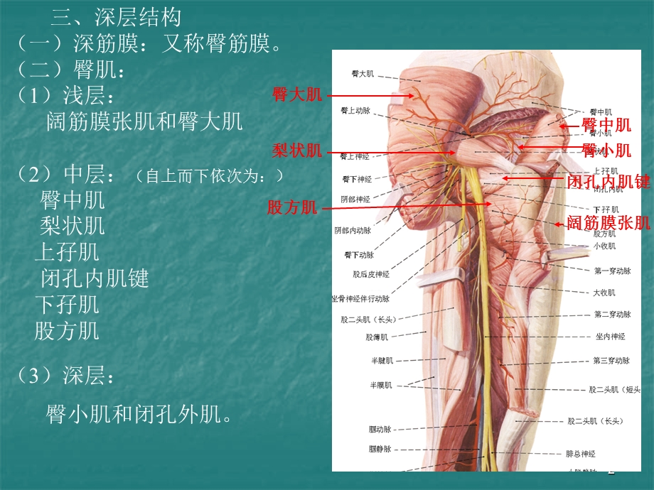 局部解剖学课件-臀区及下肢(学院).ppt_第2页