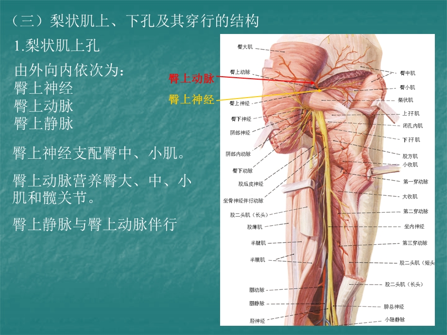 局部解剖学课件-臀区及下肢(学院).ppt_第3页