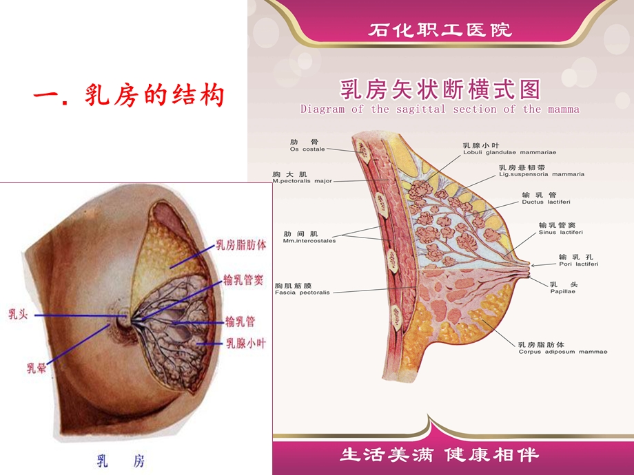 孕妇学校：母乳喂养指导.ppt_第2页