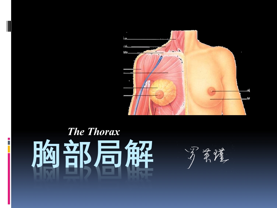 罗英瑾10 胸部.ppt_第1页