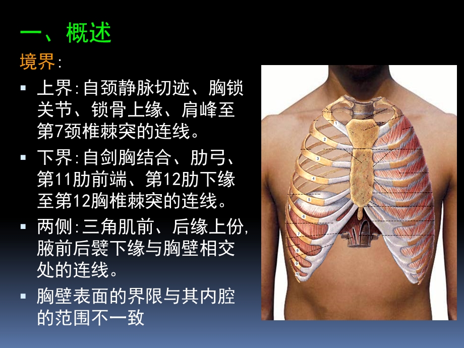 罗英瑾10 胸部.ppt_第3页