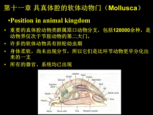 具真体腔的软体动物门.ppt