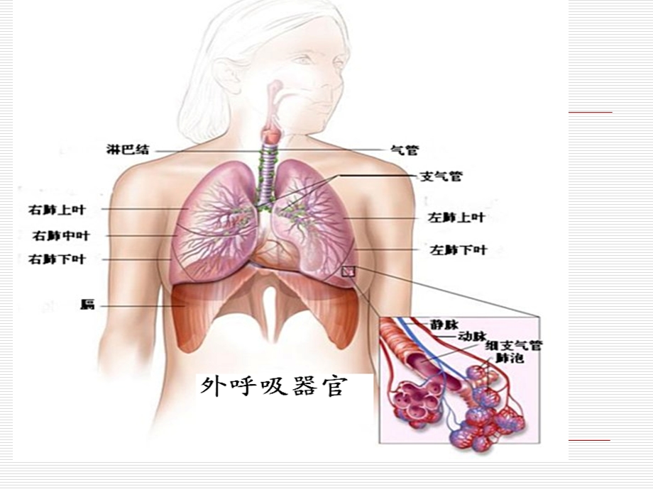 第十四部分呼吸功能不全respiratoryinsufficiency教学课件.ppt_第3页