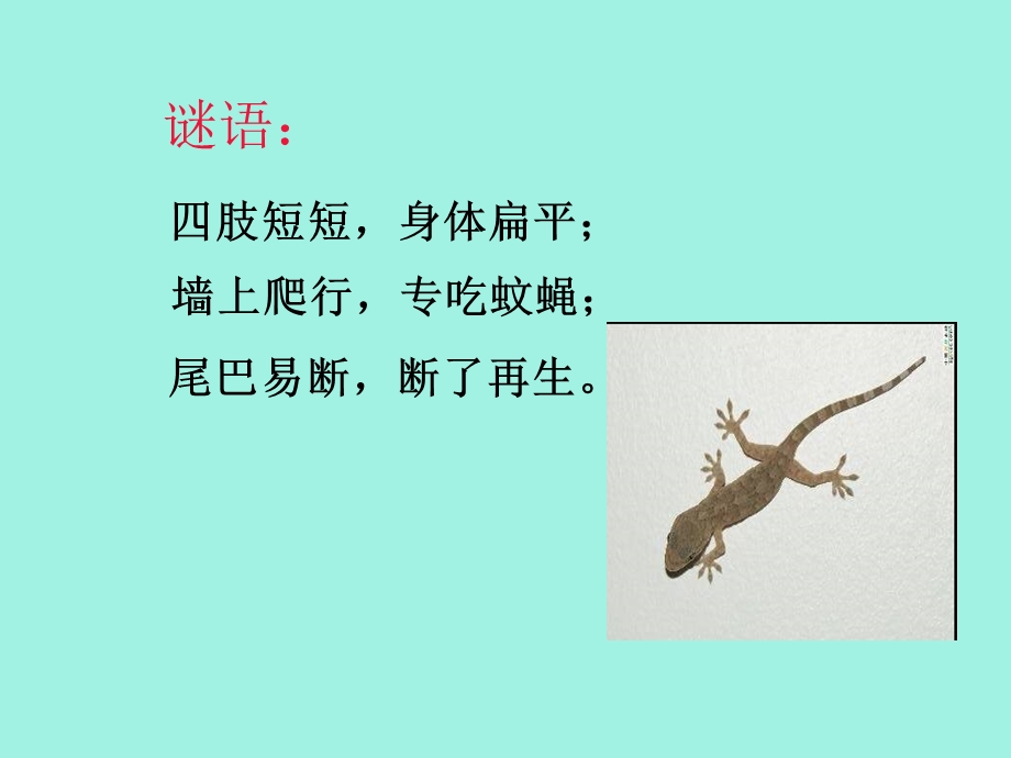 小学科学奇妙的护身术课见.ppt_第1页