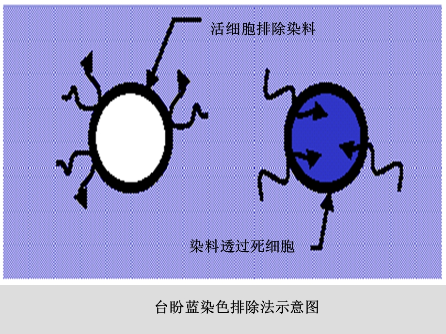 NK杀伤实验.ppt_第3页