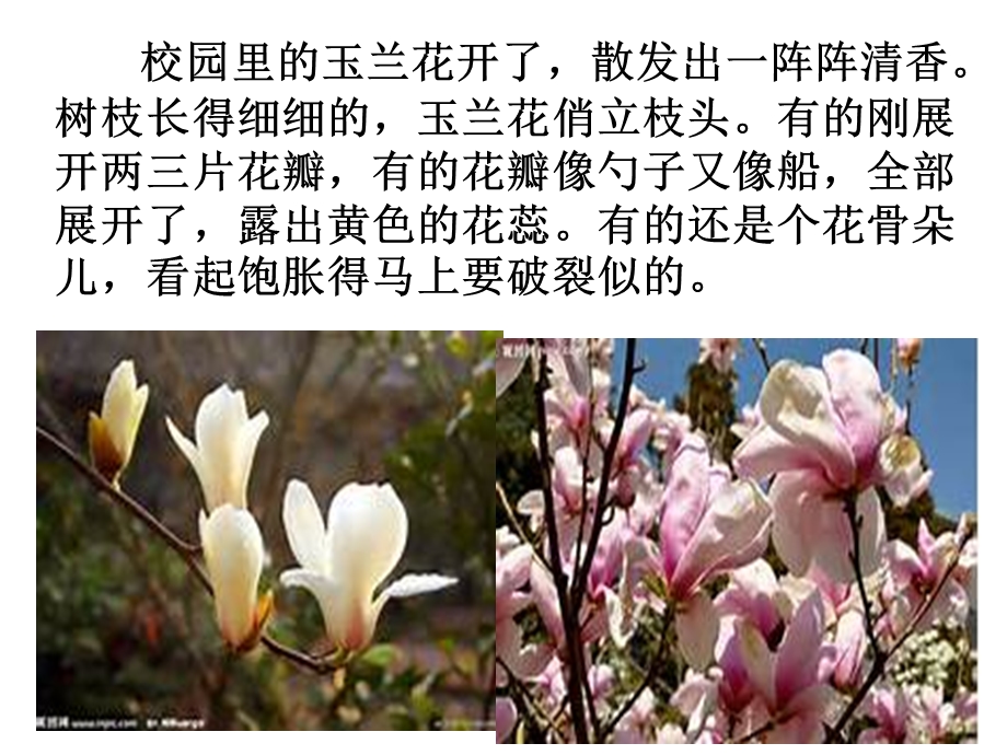 小练笔-我喜欢的花.ppt_第3页