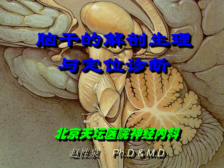 剖生理与定位诊断.ppt_第1页