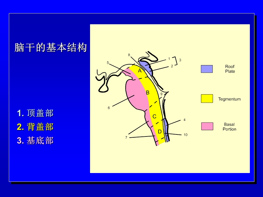 剖生理与定位诊断.ppt_第3页