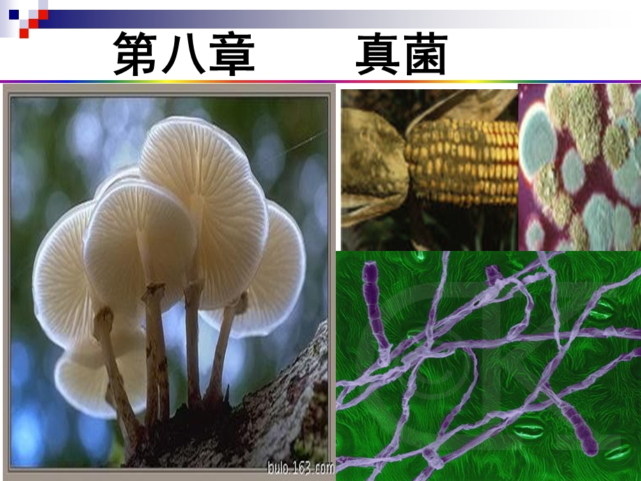 第八章 真菌.ppt_第2页