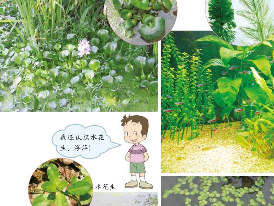 小学三年级科学《水生植物》.ppt_第3页