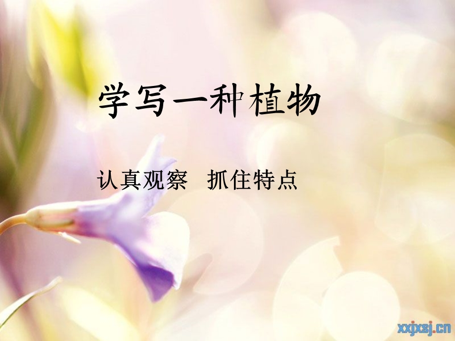 学写一种植物水仙花.ppt_第1页