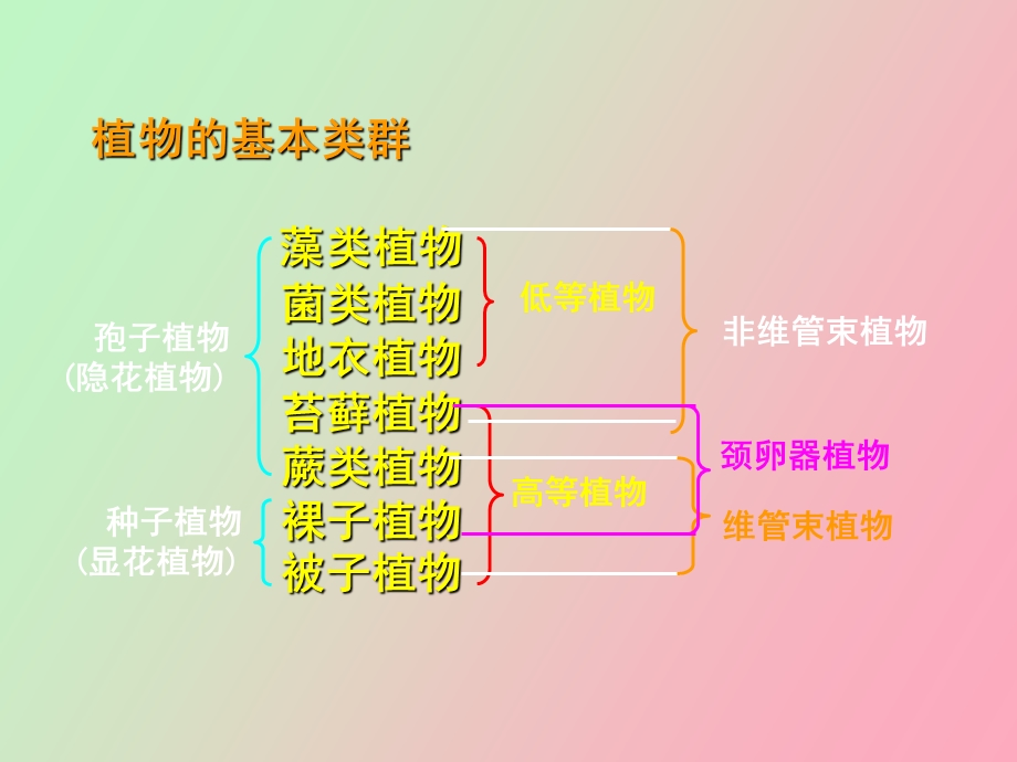 原核生物藻类.ppt_第2页