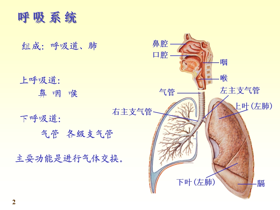 系统解剖学呼吸系统.ppt_第2页