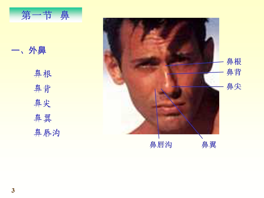 系统解剖学呼吸系统.ppt_第3页