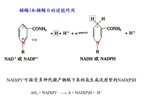 代谢总论与生物能学.ppt