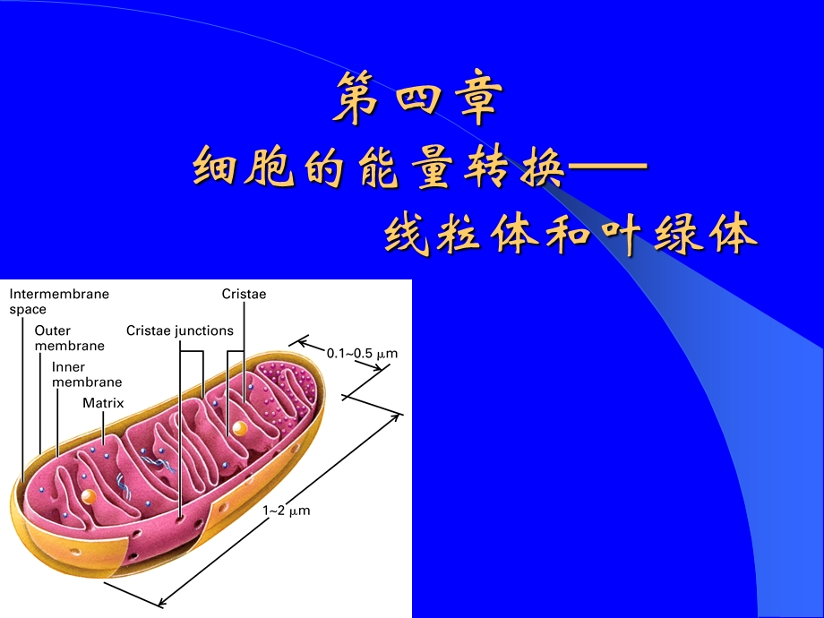 第四细胞的能量转换－线粒体和叶绿体.ppt_第1页