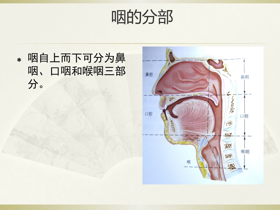 耳鼻咽喉头颈外科学第7版咽科学.ppt_第3页