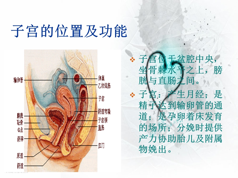 子宫肌瘤小讲课.ppt_第3页