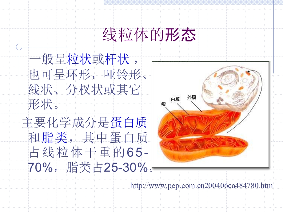 线粒体病理学.ppt_第2页