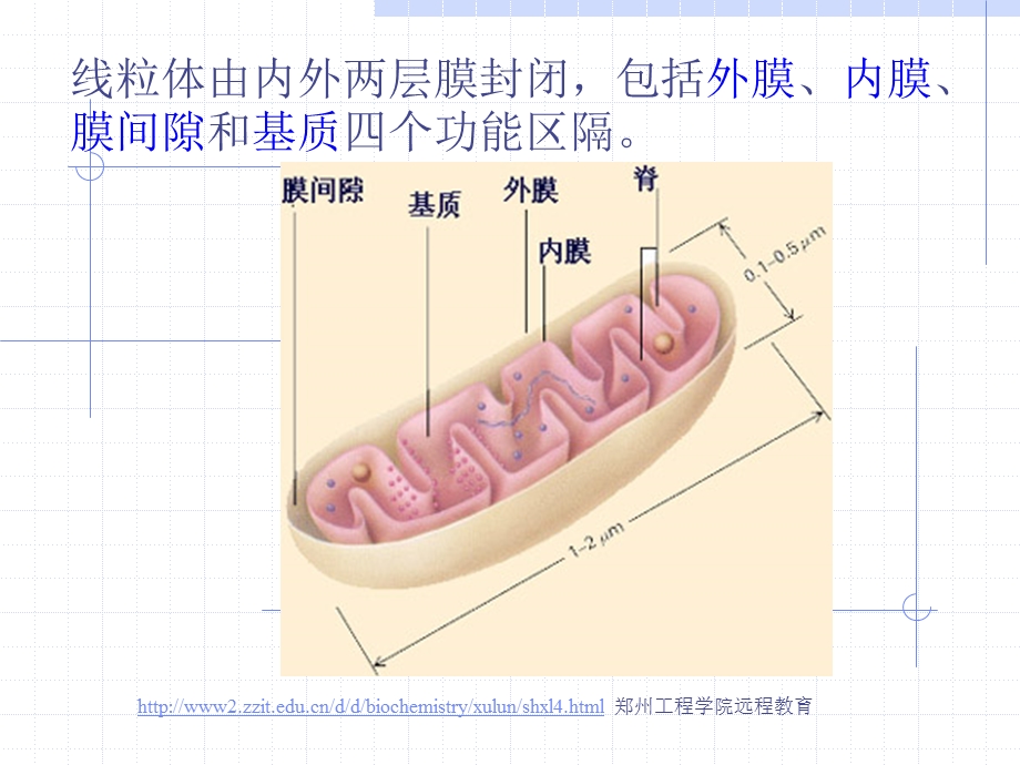 线粒体病理学.ppt_第3页