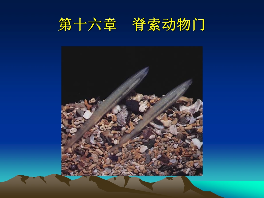 第十六脊索动物门.ppt_第1页