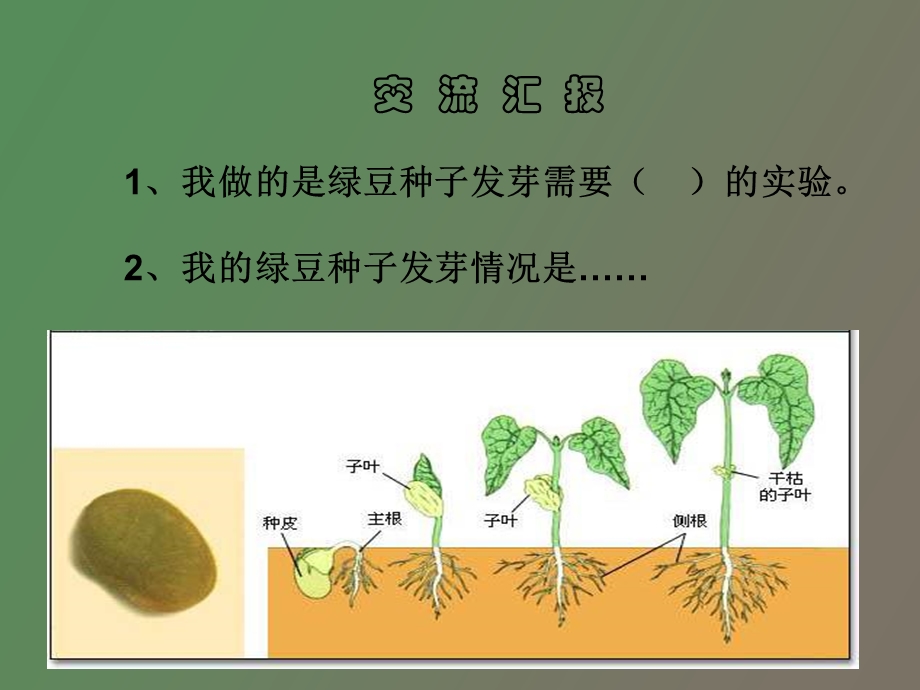 小学科学《种子发芽实验》.ppt_第2页