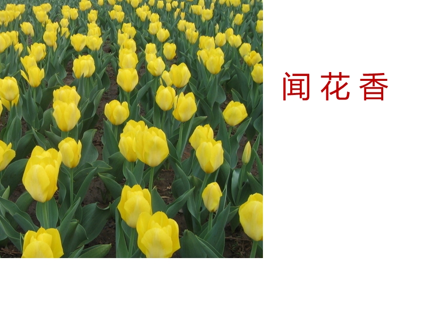 小主持人的气息练习完整课件.ppt_第2页