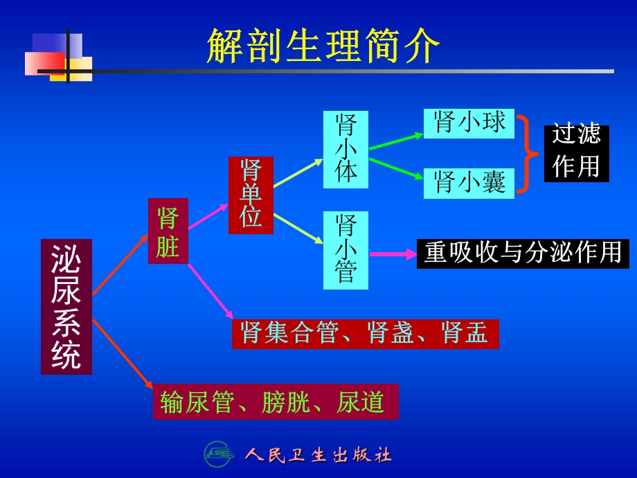 第十五章泌尿系统ppt课件.ppt_第3页