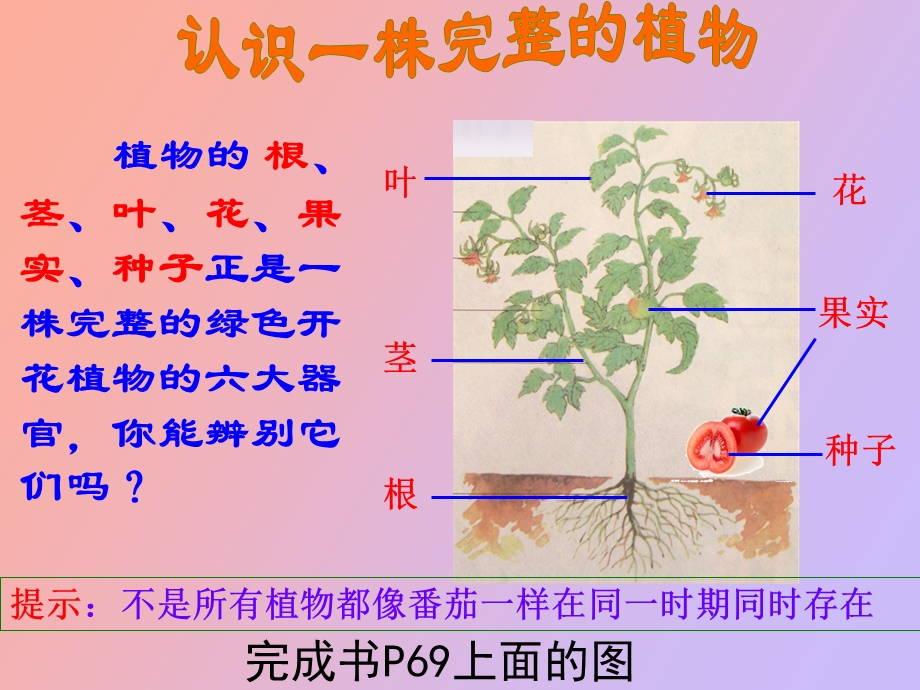 小学三年科学下植物和我们.ppt_第3页