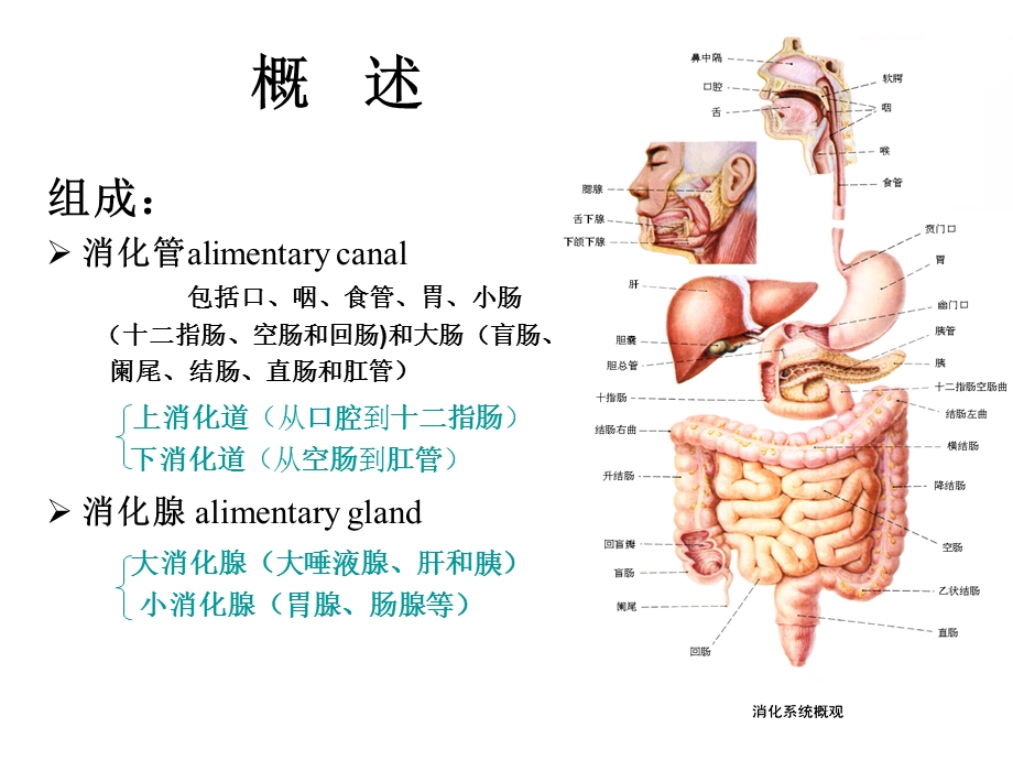 医药代表学术消化系统医学基础ppt课件.ppt_第2页